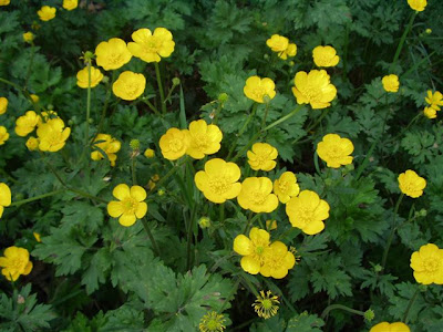 √99以上 バターカップ 花 花言葉 274139-バターカップ 花 花言葉