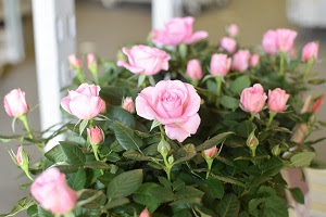すべての美しい花の画像 綺麗な鉢植え 花 室内 おすすめ
