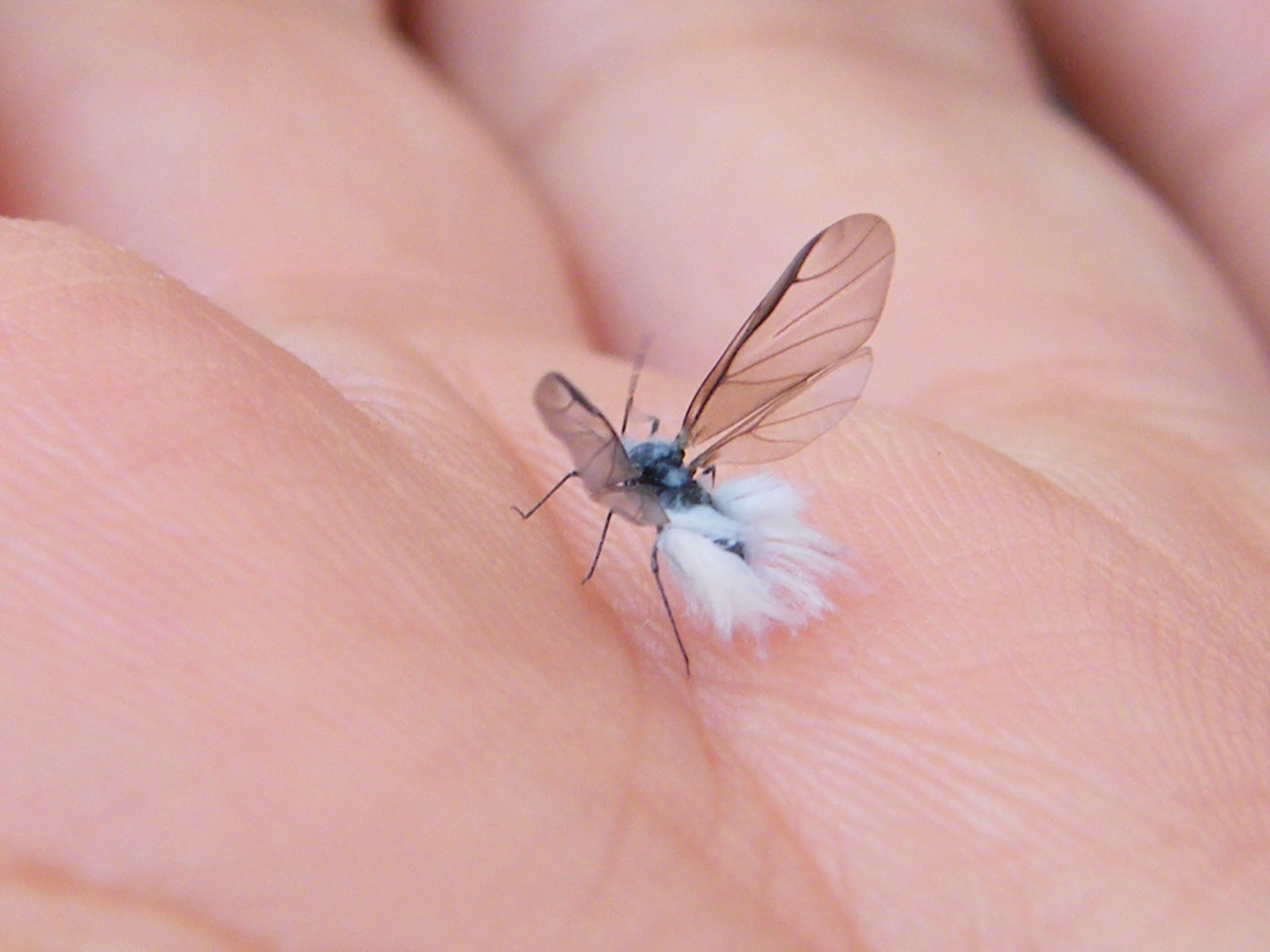 新着もふもふ 可愛い 虫 最高の動物画像