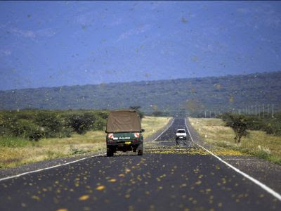 L'Afrique de l'Est tente de lutter contre une spectaculaire invasion de criquets