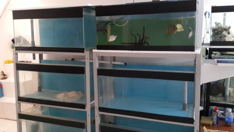 Ide 18 Rak  Kayu Aquarium