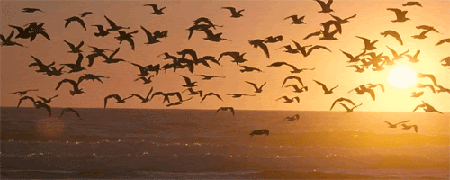 nature sky birds sunset
