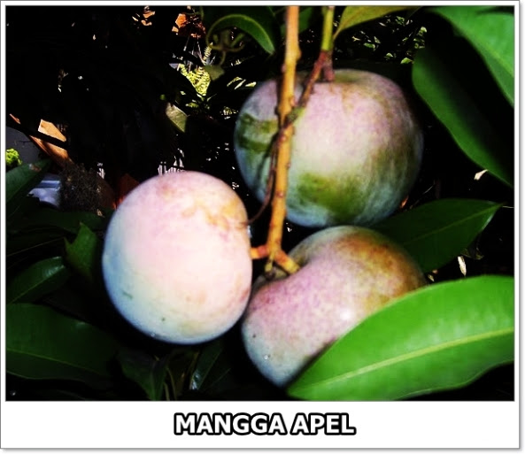 Mangga Apel-01