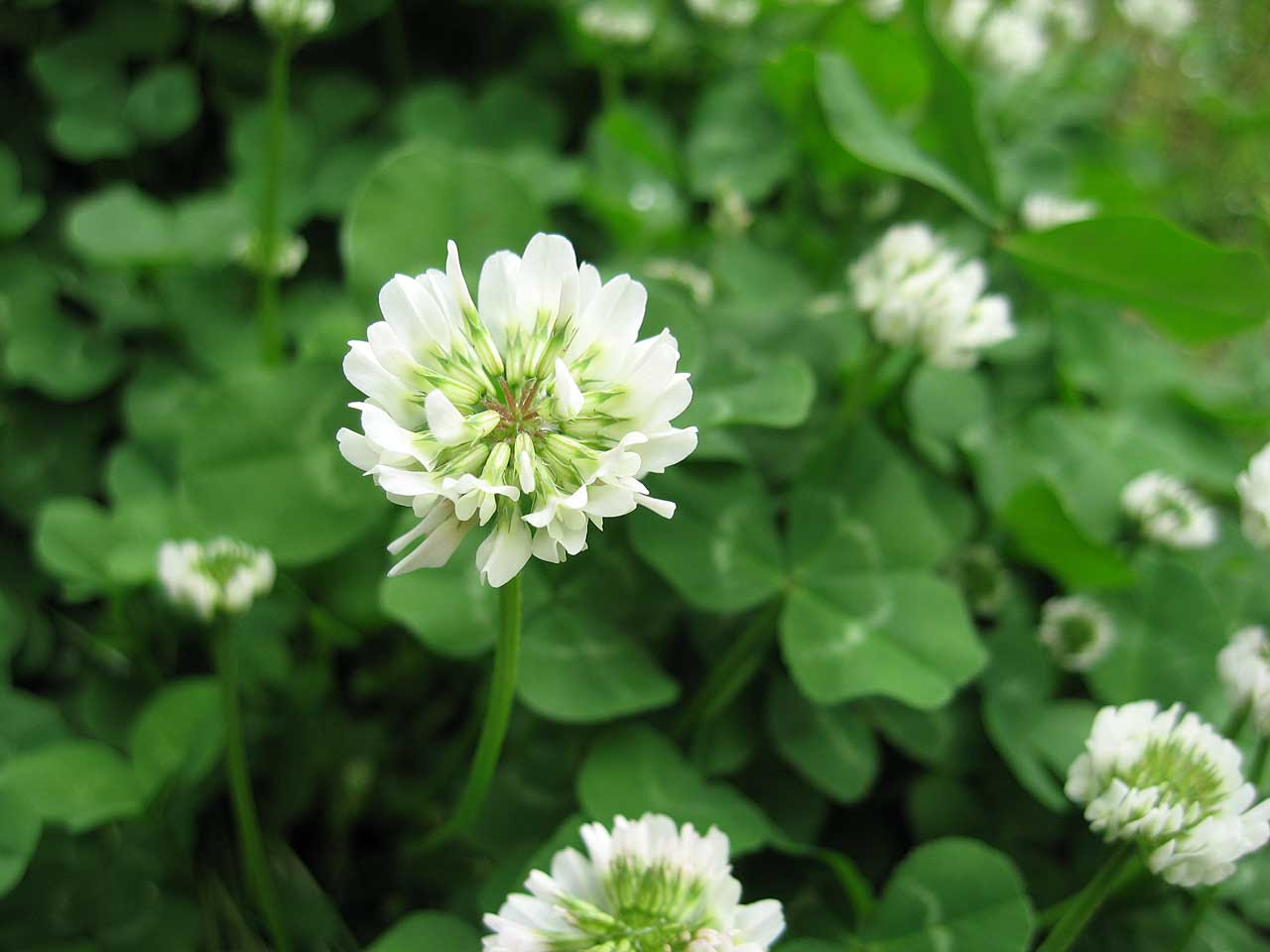 ラブリー6 月 30 日 誕生 花 すべての美しい花の画像