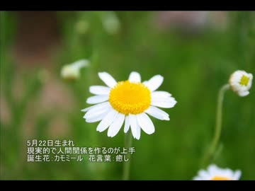 ぜいたくカモミール 誕生 花 最高の花の画像