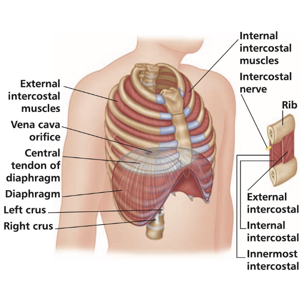 Muscles of the spine and 8 rib muscles anatomy rib muscles anatomy and human anatomy muscles rib cage diagram. Intercostal Muscles Rib Pain Back Pain Chest Pain Niel Asher Education