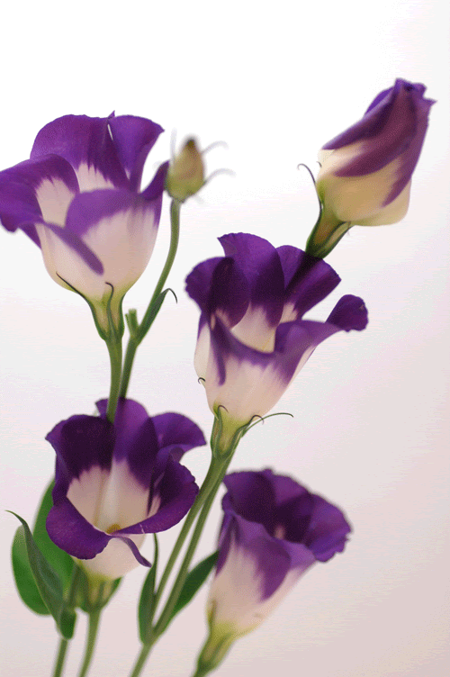 最高かつ最も包括的なマリン 花 最高の花の画像