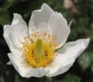 Pianta spontanea diffusissima ma assai poco coltivata nei giardini. Orto Botanico