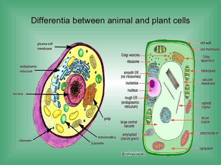 33 Typical Plant And Animal Cells Diagram And Coloring ...