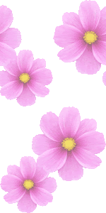 すべての花の画像 ベスト50 壁紙 コスモス 花