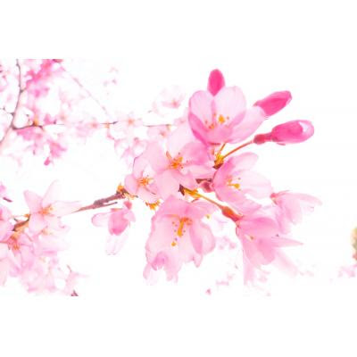 エレガントリアル しだれ 桜 イラスト ただのディズニー画像