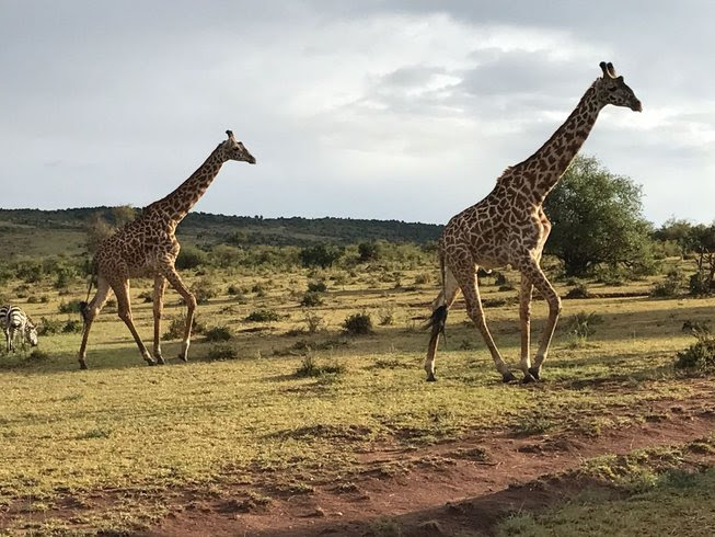 7 Days Budget Amboseli and Maasai Mara Safari in Kenya