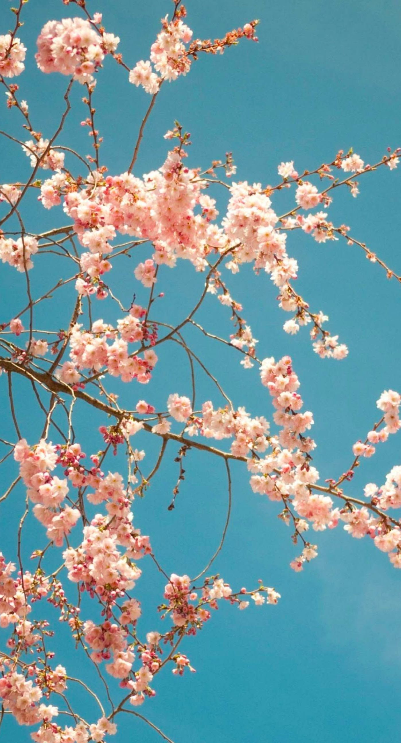 Gambar Bunga Sakura Untuk Wallpaper - Gudang Wallpaper