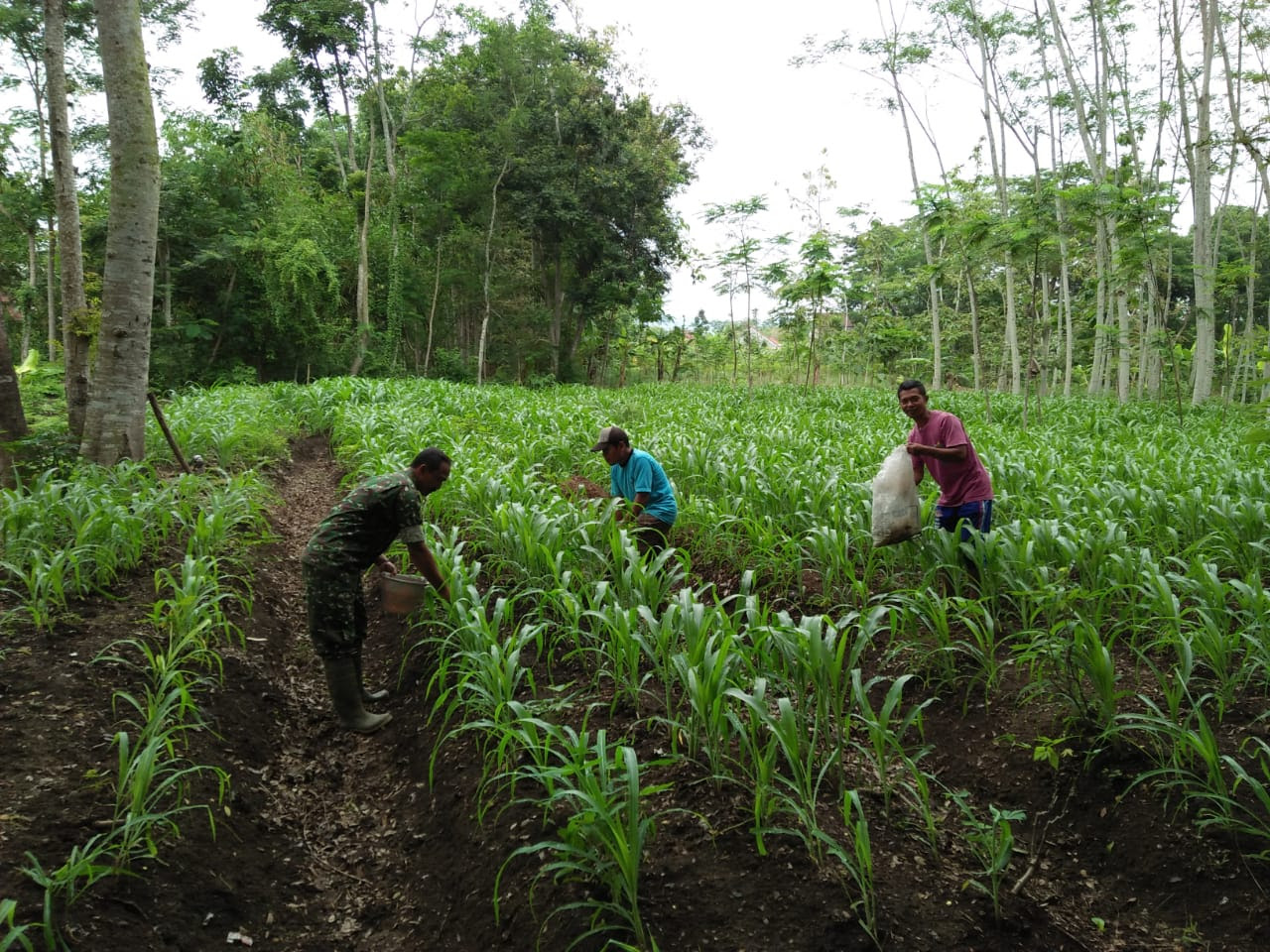 Gambar tanaman jagung jaman now. Babinsa Srabah Dampingi Petani Pemupukan Tanaman Jagung Kodim 0806 Trenggalek