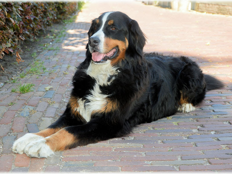 Der berner sennenhund ist ein gutmütiger, sanfter familienhund, der seine leute nie im stich lässt. Berner Sennenhund Hunderassenprofil Mit Bildern Hunde123 De