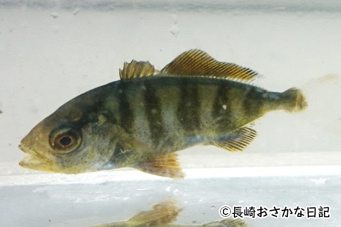 上出世魚 かんぱち 最高の花の画像