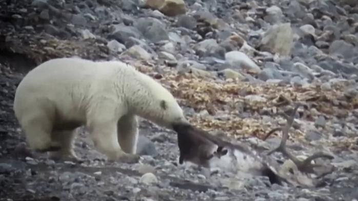 Environnement : avec le réchauffement climatique, les attaques d'ours polaires se multiplient