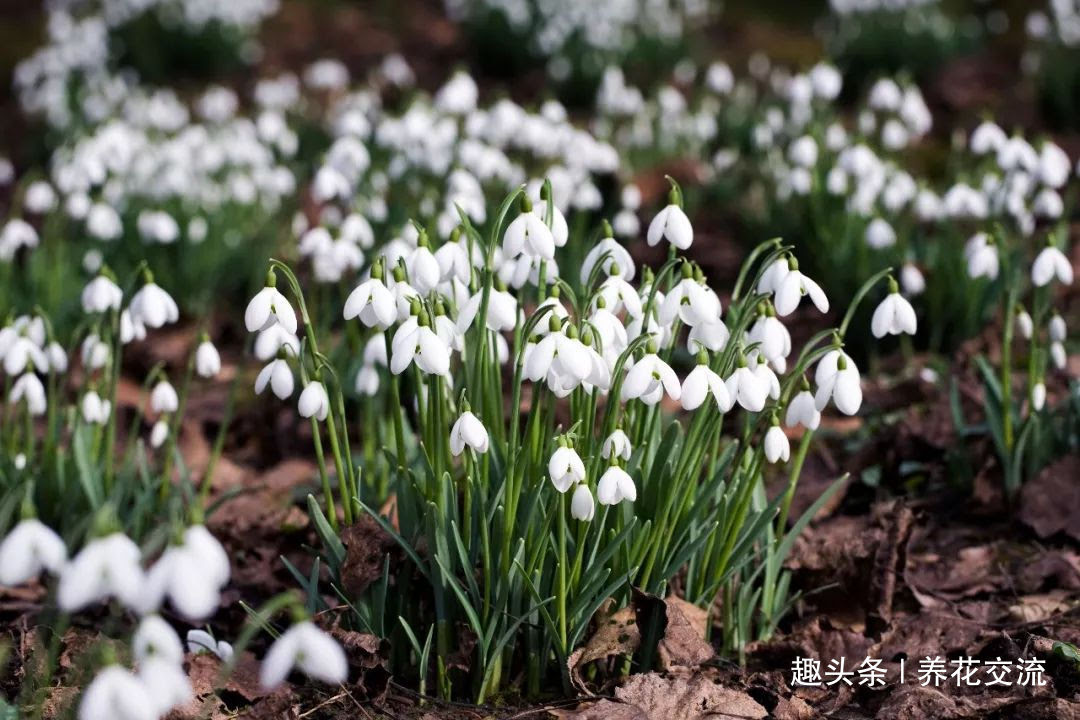 すべての美しい花の画像 トップ100 寒冷地 花