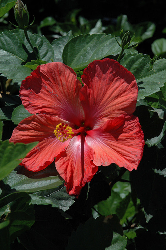 Check spelling or type a new query. Double Red Hibiscus Hibiscus Rosa Sinensis Double Red In Pittsburgh Cecil Bridgeville Mcdonald Fayette Pennsylvania Pa At Bedner S Farm Greenhouse