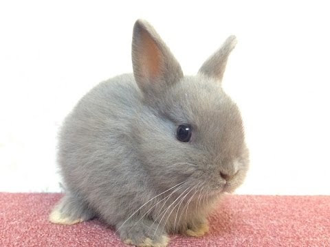 ぜいたくうさぎ ネザーランドドワーフ 値段 最高の動物画像