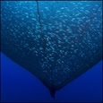 Aquaculture net pen