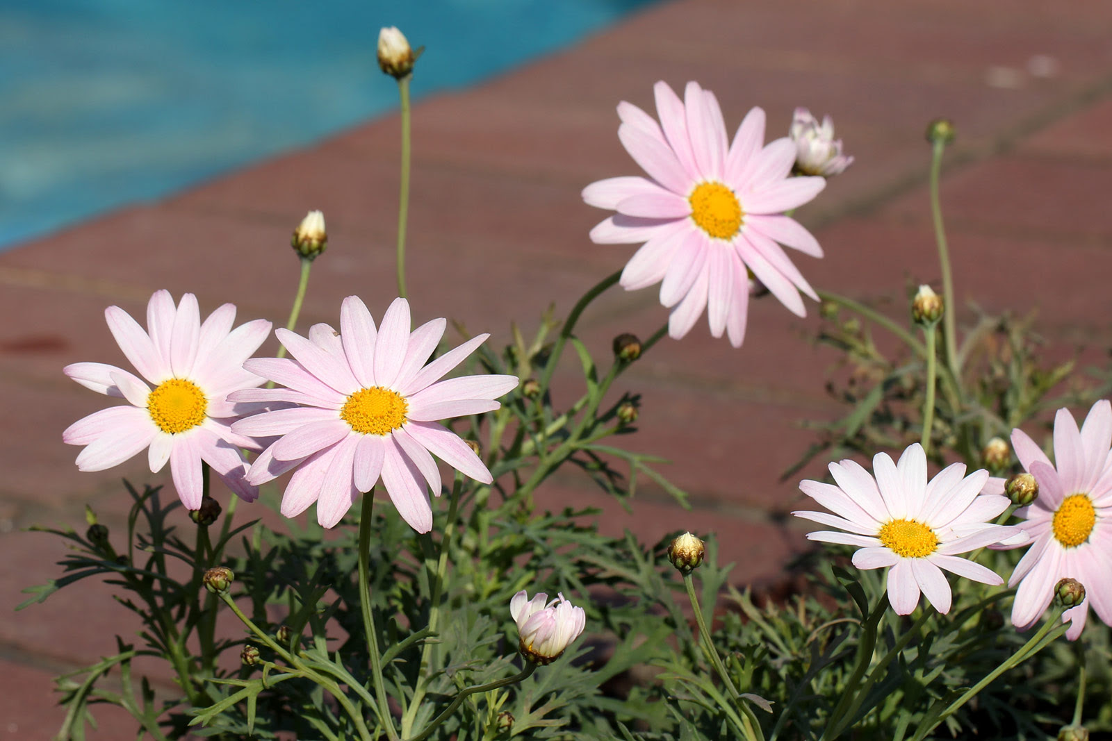 すべての花の画像 50 マーガレット 似た花