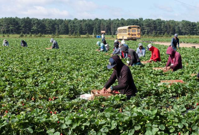Mexican and Guatemalan workers pick strawberries on a Quebec farm, August 2021.