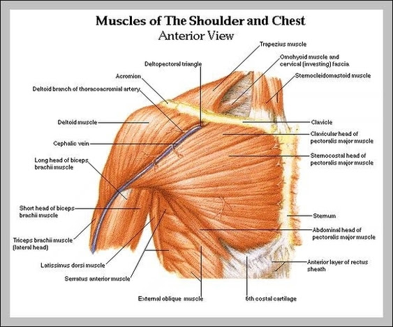 See below to view an image of the rotator cuff structure: Shoulder Muscle Diagram Anatomy System Human Body Anatomy Diagram And Chart Images