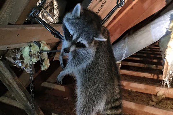 In this article, we cover 25 simple ways to what kill roach instantly and fast. How To Kill Raccoons Does Poison Work