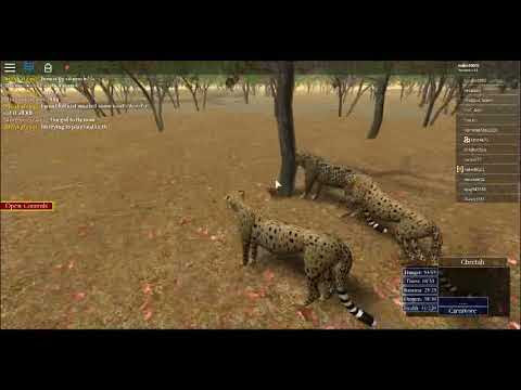 Roblox Wild Savannah How To Pounce Robux Hack Without Human - roblox zebra updated random game slotwild animals lets play