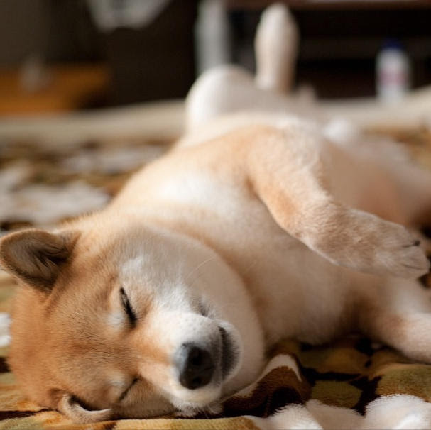 すべての美しい花の画像 75 Iphone 柴犬 まる 壁紙