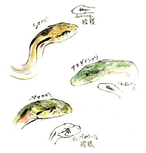 いろいろ 蛇 描き方 蛇 鱗 描き方 アナログ