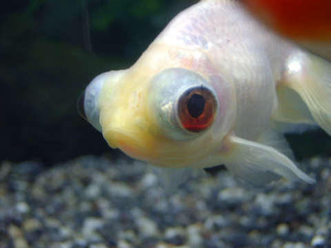 すべてのカタログ 最新 金魚 目 充血