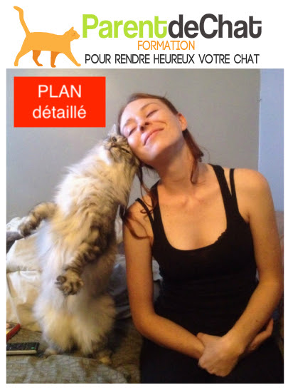 Bebe Chat Sans Poil Noir