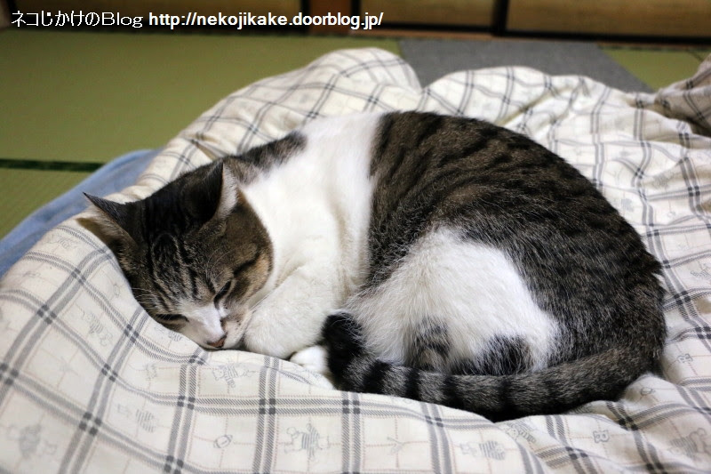 Japan Image 猫 寝る 丸くなる