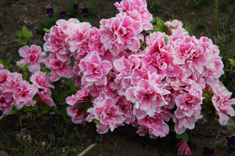 すべての美しい花の画像 トップ100アゼリア 花 画像