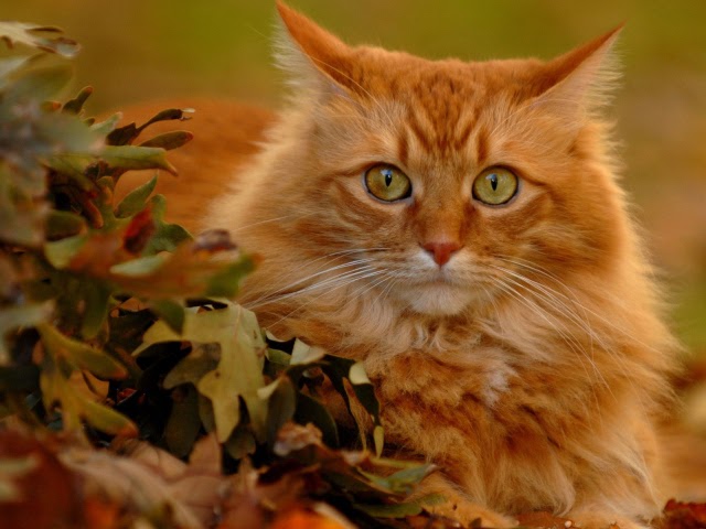 Natural Remedies For Cats During Fall Shedding Season ...