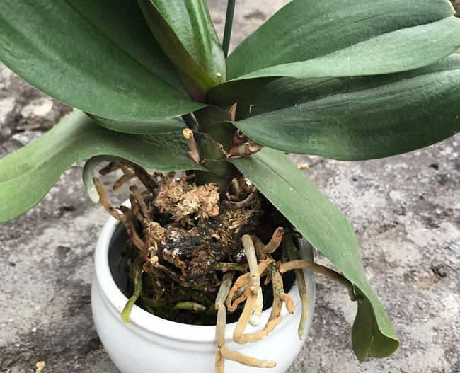 新着ラン の 植え 替え 時期 すべての美しい花の画像