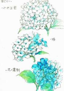ロイヤリティフリー簡単 描き 紫陽花 イラスト アニメ画像