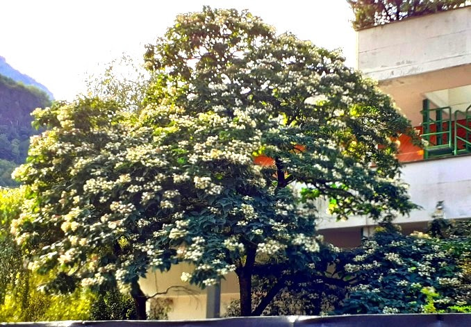 Albero dai bellissimi fiori bianchi albero dai grandi fiori per lo piu bianchi o rosa un albero dai bellissimi fiori albero dai rami spinosi albero dal legno chiaro albero delle savane albero simile alla robinia da fiori a grappoli. Calendario Delle Fioriture Degli Alberi A Scuola Dagli Alberi