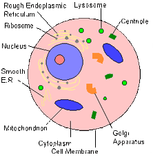 Animal Cell Model Diagram Project Parts Structure Labeled ...