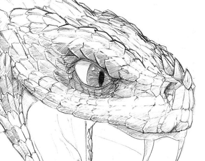 Side View Snake Mouth Open Drawing - Snake Drawing