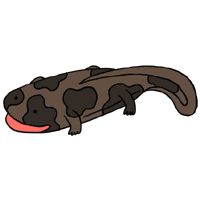 動物画像のすべて 最新のhdオオ サンショウウオ イラスト 無料