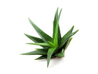 Aloe Oil
