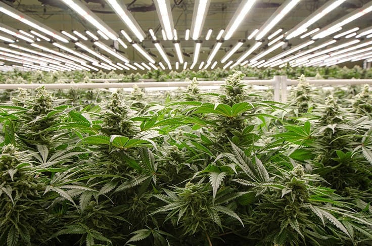 Led grow lights, fluorescent grow lights (t5 and cfl), metal halide grow lights, and high pressure sodium grow lights. How Leds Gave Amplified Farms The Power To Expand Cannabis Business Times