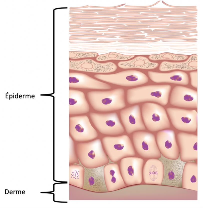 Epiderme