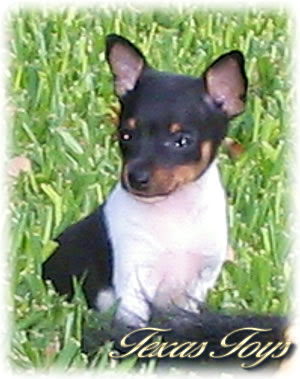 While, like most toy breeds, the toy fox terrier should not be paired with very young children, he is an exemplary companion for all ages. Toy Fox Terrier Home
