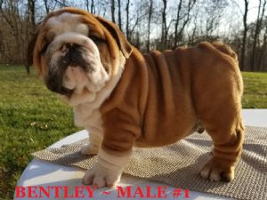 Ariel puppies ~ french bulldog puppies ~ oregon french bulldog breeders. English Bulldog Puppies For Sale