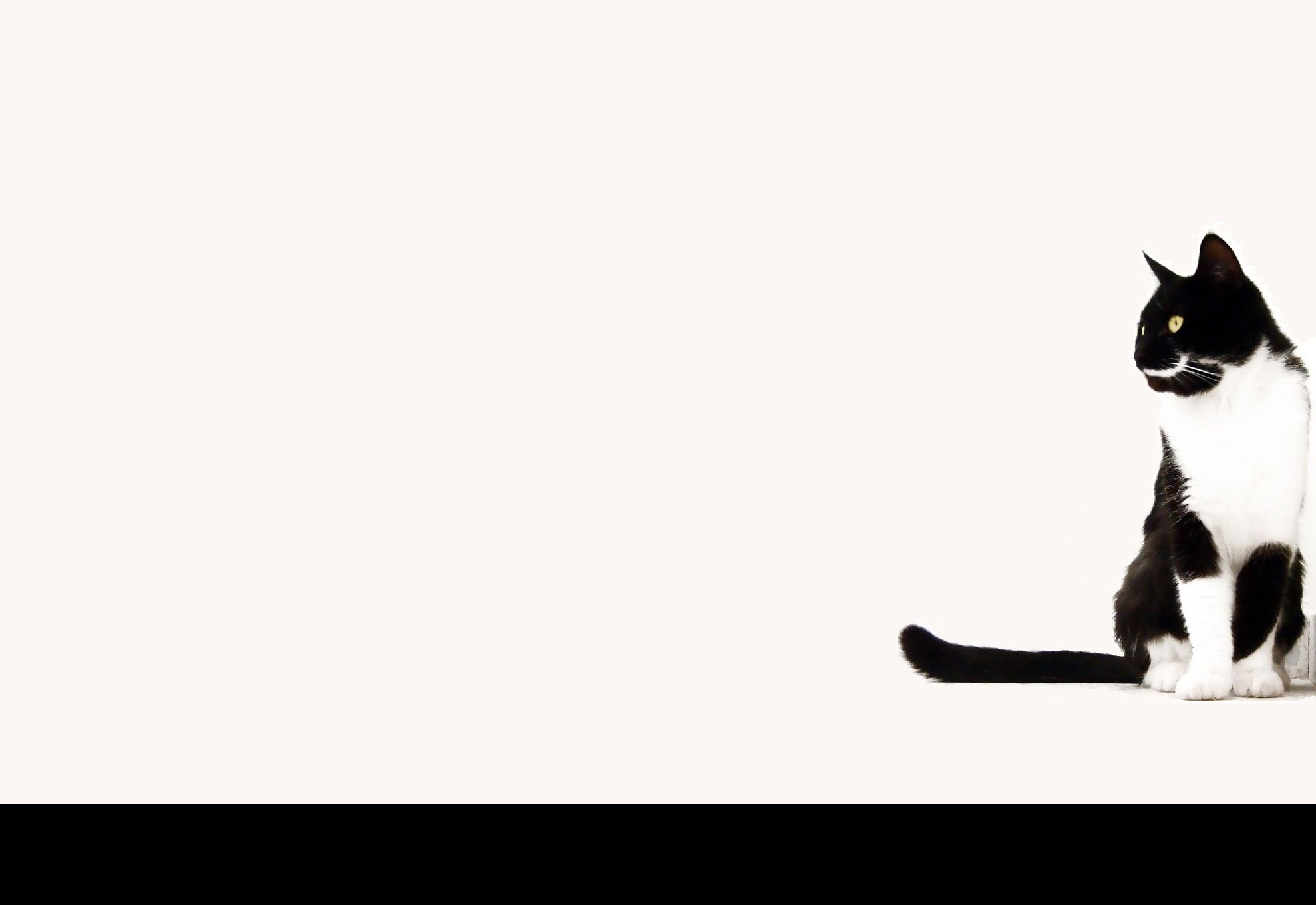 すべての美しい花の画像 これまでで最高のシンプル 猫 壁紙 Iphone