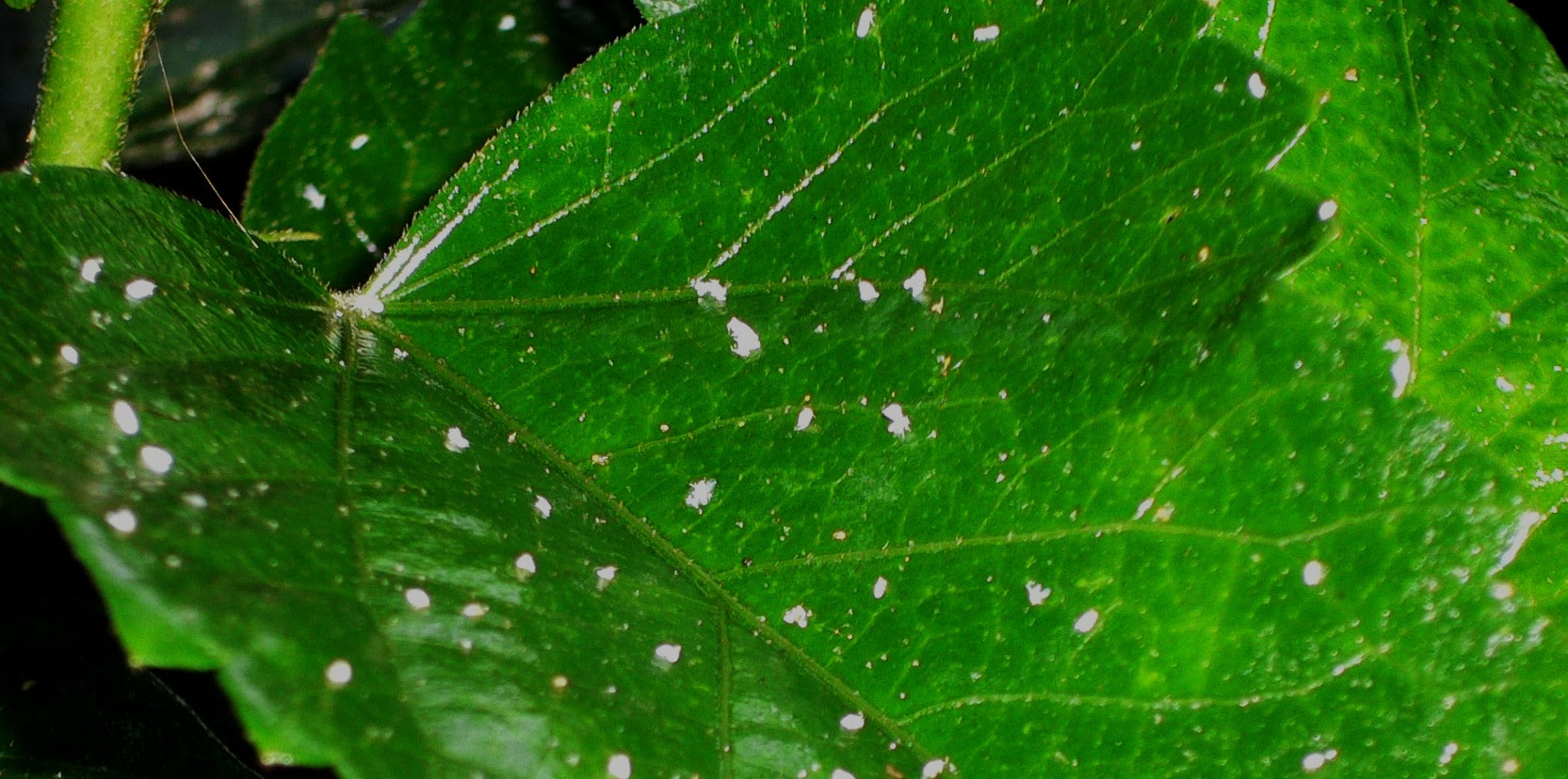イメージカタログ 優れた ポインセチア 白い 虫